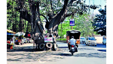 Process On To Change Damaged, Missing Reflectors On Trees: Nmc | Nashik ...