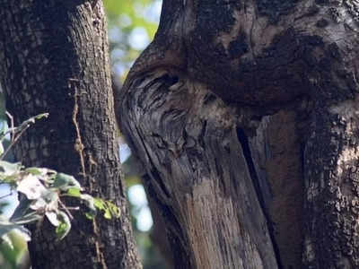 Optical illusion: Spot the owl in the forest in 6 seconds!
