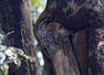 Optical illusion: Spot the owl in 6 seconds