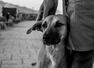 How to solve the stray dog problem