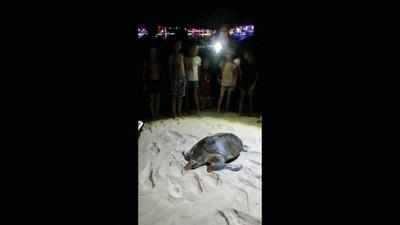 Minister Vishwajit Rane vows action as tourists disturb nesting turtles in Goa