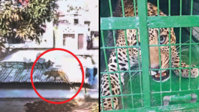 Leopard strays into Faridabad colony, tranquilised