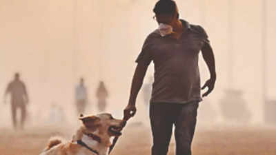 Madhya Pradesh town may levy 'dog tax' to ensure security and cleanliness