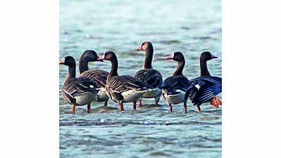 Wetland birds’ survey in Bhagalpur from February 2