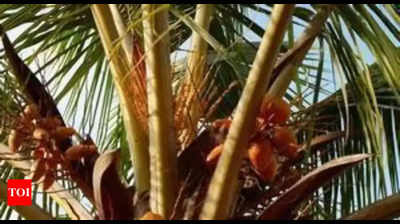 Demand grows for coconut tree climbing training programme
