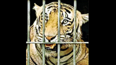 Tiger that killed farmer captured in Pudussery
