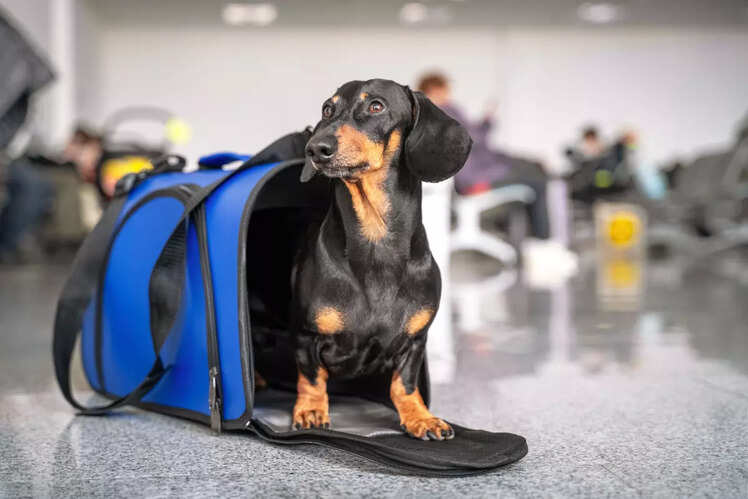 Get your pet&rsquo;s travel cum health certificate