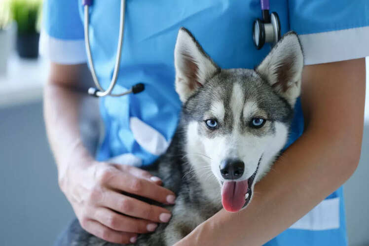 Update your pet&rsquo;s vaccination