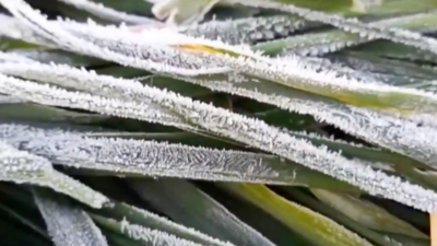 Watch: Frost formed on plants as temperature dips to minus 4.7 degree in Sikar