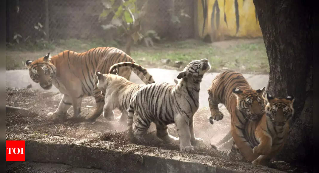 Four tiger cubs at Patna zoo attract visitors | Patna News - Times of India