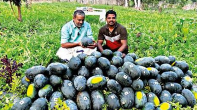 Embedding A Biz Dream With Qr-code Watermelon | Kochi News - Times of India