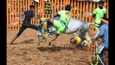 Bulls, tamers enthral spectators at Jallikattu event in Madurai's Palamedu