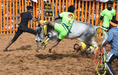 Bulls, tamers enthral spectators at Jallikattu event in Madurai's Palamedu