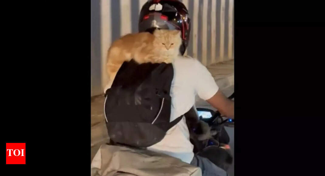 Viral video: Man rides with his cats on a bike in Bengaluru - Times of ...