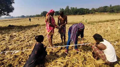 Odisha government promotes chickpea, black gram crop to manage rice fallows