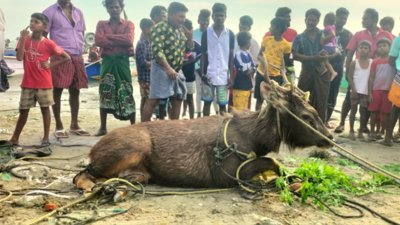 TN fishermen rescue sambar deer struggling in sea