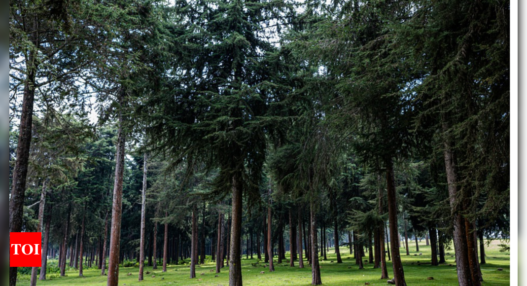 2023 में 35 करोड़ पेड़ लगाएगा उत्तर प्रदेश |  लखनऊ समाचार – टाइम्स ऑफ इंडिया