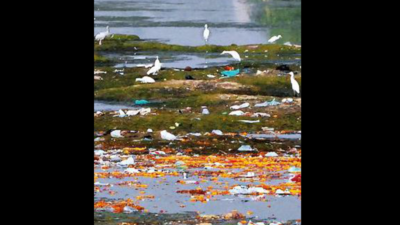 Not just kite string, plastic kills birds too in Ahmedabad | Ahmedabad ...