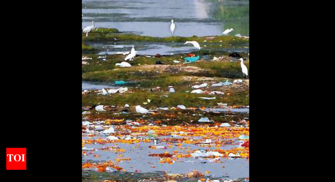 Not just kite string, plastic kills birds too in Ahmedabad Ahmedabad