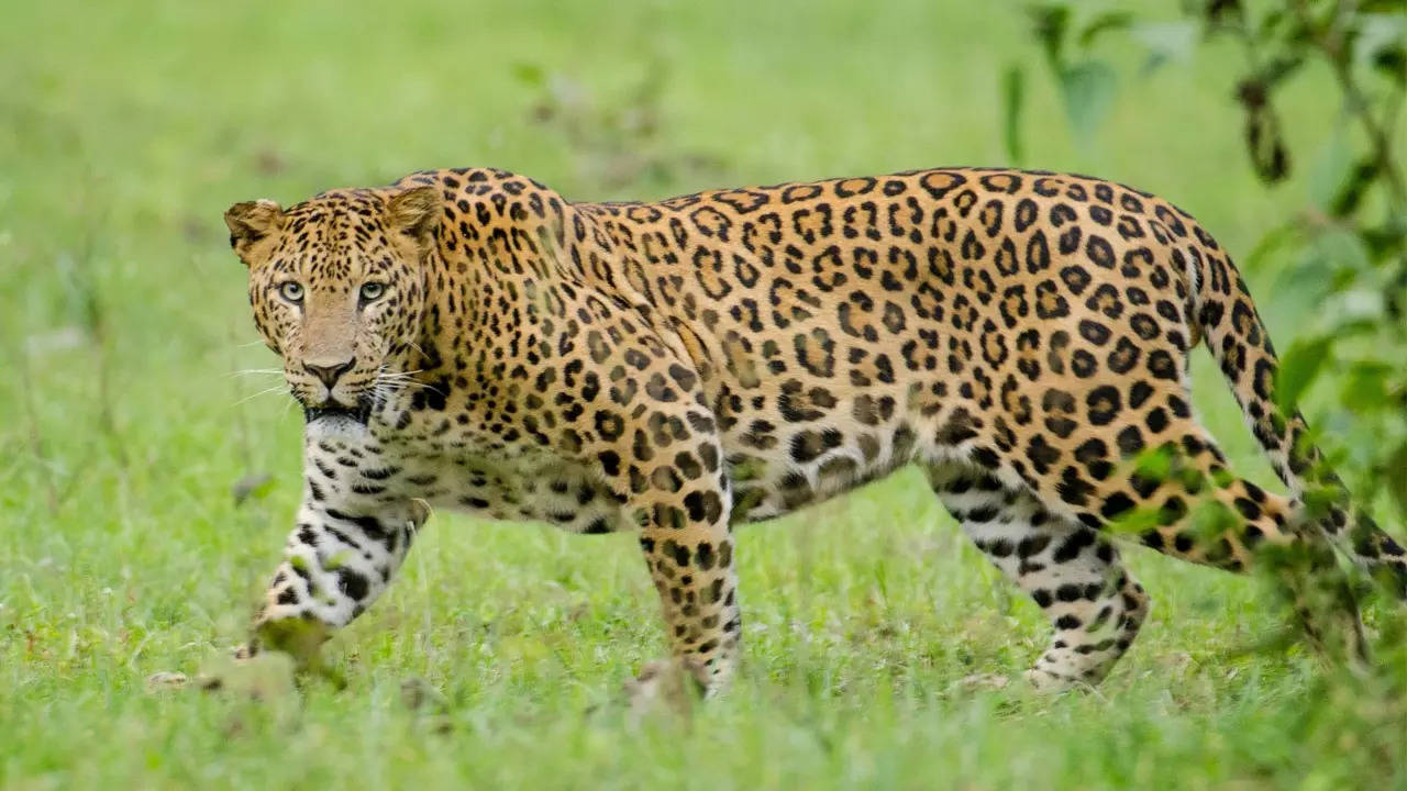 Leopard kills farmers; shoot the 'man-eater', say villagers in Chhattisgarh  | Raipur News - Times of India