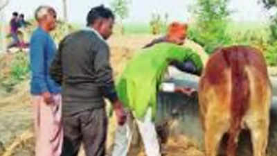 17.63 lakh cattle in Bihar vaccinated against lumpy skin disease