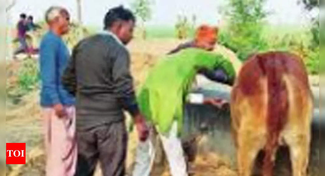  lakh cattle in Bihar vaccinated against lumpy skin disease | Patna  News - Times of India