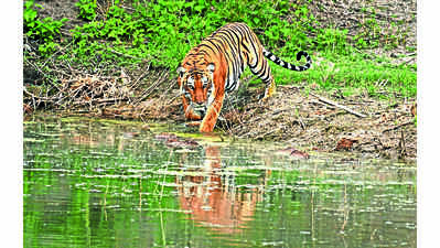 Karnataka may become ‘Tiger State’ by pipping MP