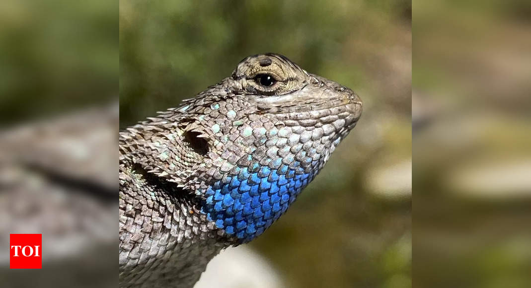 New Species Of Lizard Discovered In Peru National Park - Times Of India