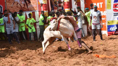 Jallikattu in Alanganallur captivates as bulls and men compete