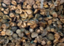 Optical illusion: Spot the bird in 10 seconds