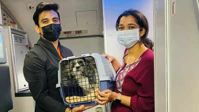 ‘Formulate own policy for carrying pets in aircraft cabin,’ DGCA to Indian airlines