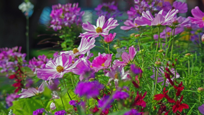 Chikkamagaluru Utsava all set for flower lovers