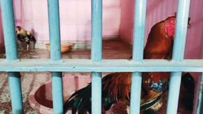 Pictures of roosters in lock-up go viral in Karnataka