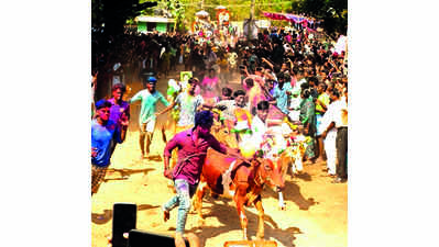 ‘Manju virattu’ held near Auroville