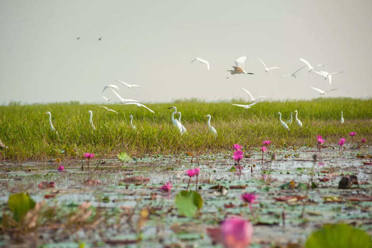 Chilika Lake