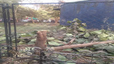 Navi Mumbai: Tree chopped down at Nerul railway station complex; activists complain to Cidco