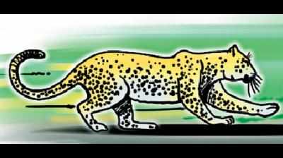 Problem leopard captured in Chandrapur
