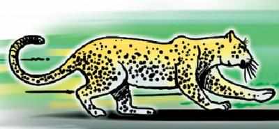 Problem leopard captured in Chandrapur