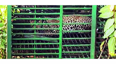 Amid ‘man-eater’ scare, leopard caged & sent to a zoo