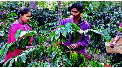 Brewing in Bastar: Coffee to get a brand name, outlets in other cities