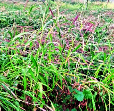 Special girdawari of damaged crops in Barmer & Jaisalmer