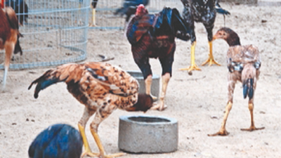 Illegal rooster fights: 11 booked in Trichy