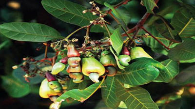 ‘Excellent coolness for flowering, but excess dew could hit cashew fruiting’ in Goa