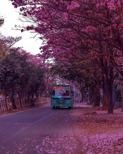 Bengaluru looks surreal in pink blossoms