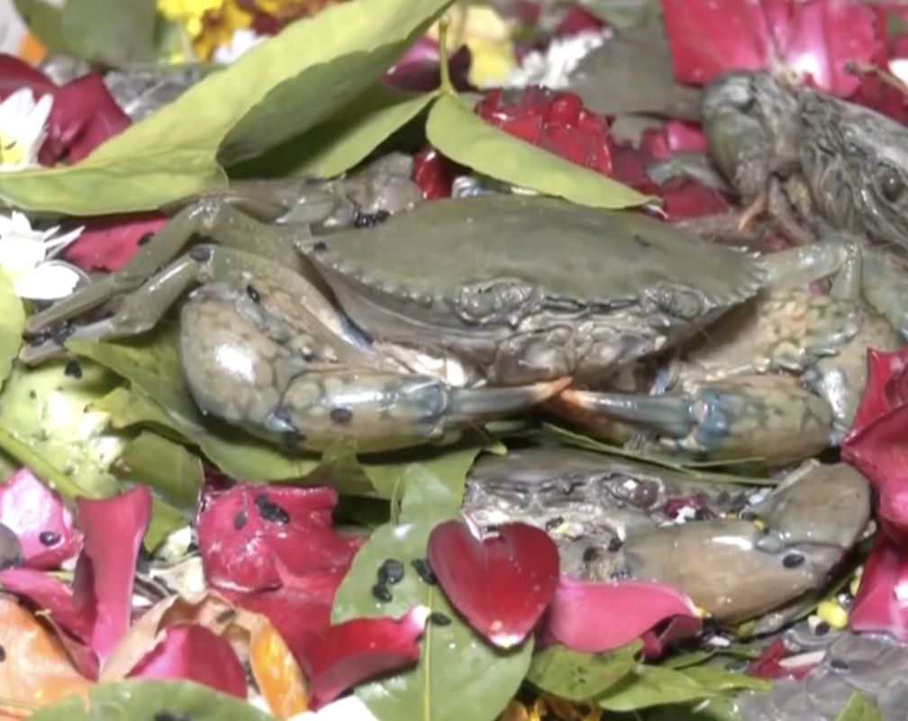 
Devotees offer live crabs at Ramnath Shiva Ghela Temple in Surat
