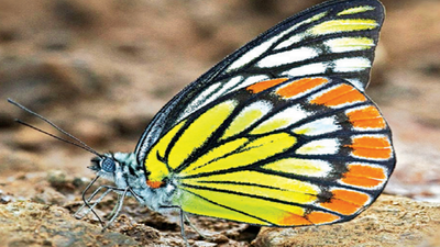 Art of subterfuge: How butterflies learnt to fool predators in Bengaluru