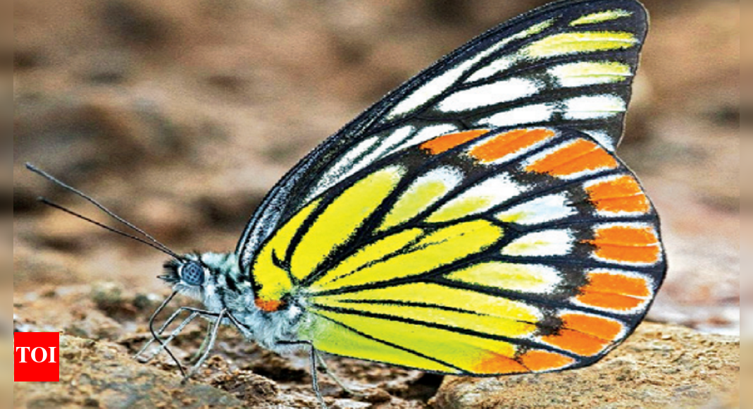 Art of subterfuge: How butterflies learnt to fool predators in ...