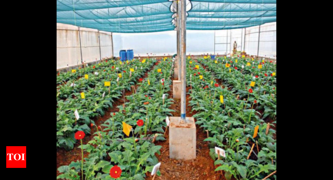 फूल उत्पादकों ने महाराष्ट्र में पॉलीहाउस की ओर रुख किया |  पुणे समाचार – टाइम्स ऑफ इंडिया
