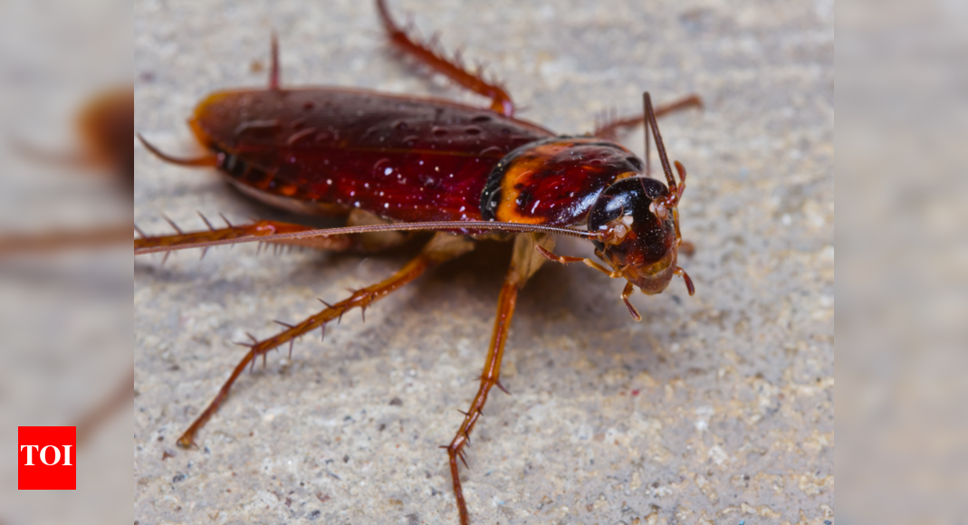 This Canadian zoo will let you name a cockroach after your ex this ...