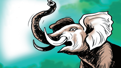 Man, 65-year-old, killed in elephant attack in Coimbatore